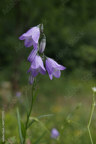 Beautiful mountain flowers bluebells on the meadow.