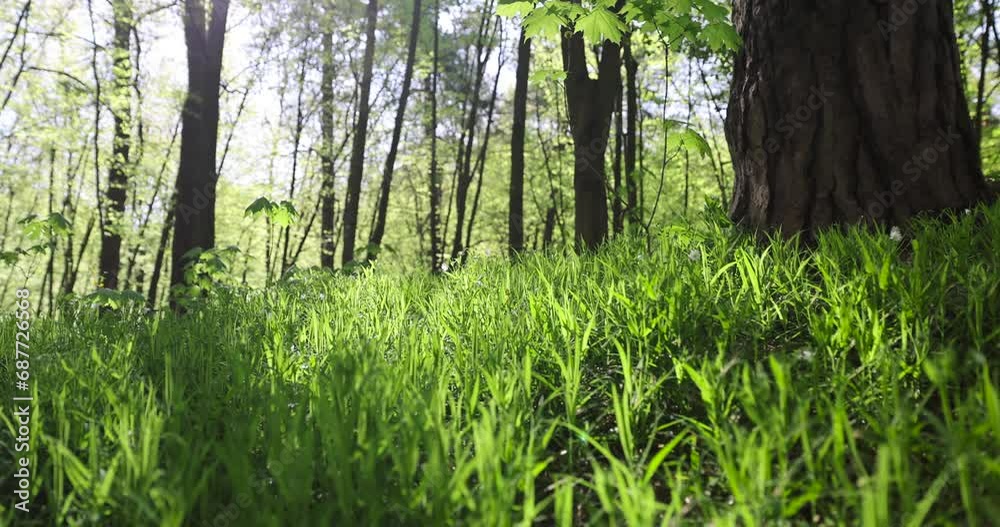 trees with the first green foliage in the forest in the spring season, the first foliage on deciduous trees in a mixed forest