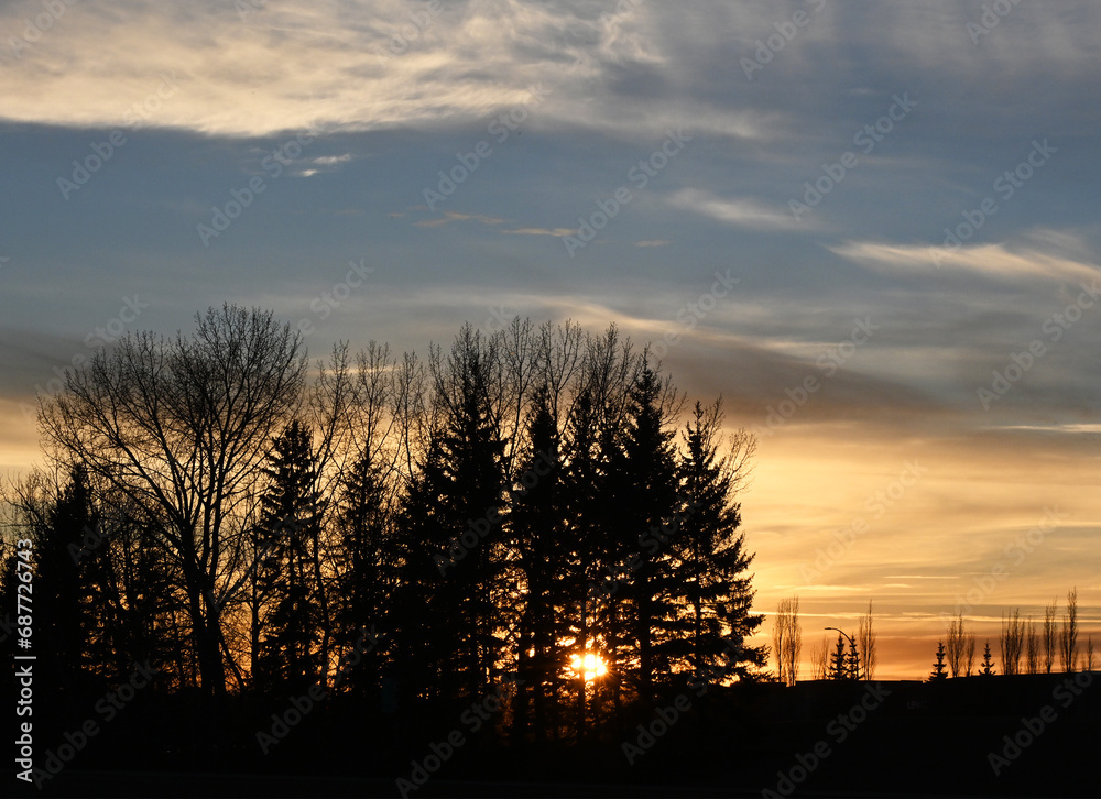 Fototapeta premium Golden sunset behind silhouetted trees in Edmonton, Alberta Canada