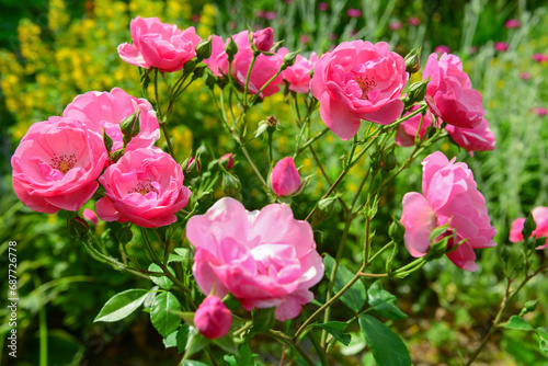 Fototapeta Naklejka Na Ścianę i Meble -  Pink roses blooming on sunny day, closeup