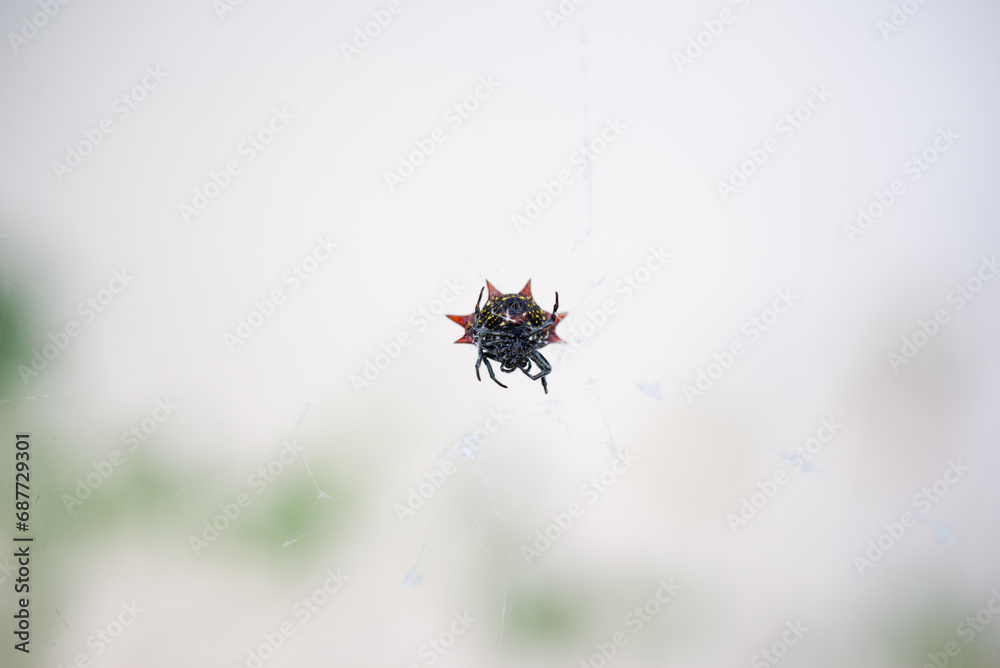 Crab Spider Light Background