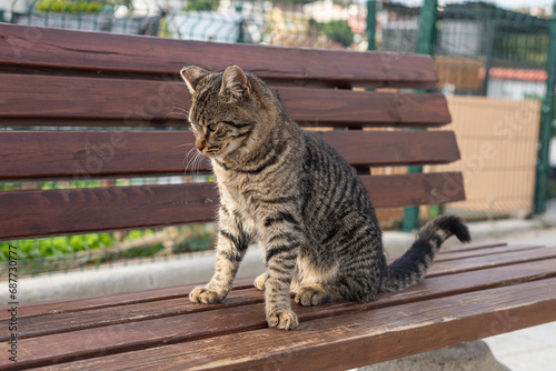 Street cat of Istanbul city. © dnd_project