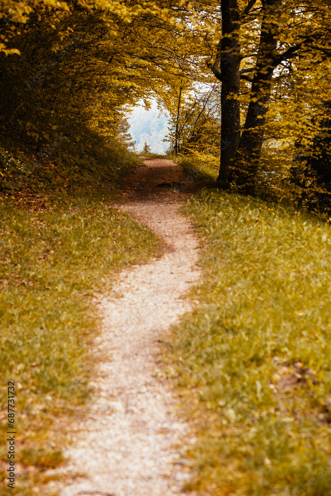 Obraz premium Footpath in autumn forest nature scene