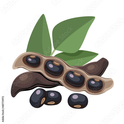 Vector illustration, black velvet bean, scientific name Mucuna pruriens, isolated on white background. photo