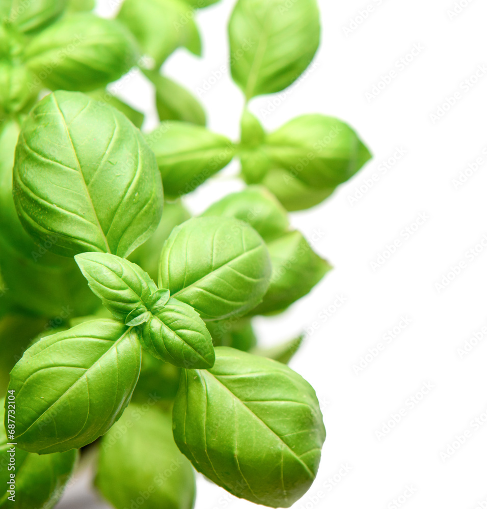 Fresh green basil on grey background, closeup Fresh green basil on grey background, closeup