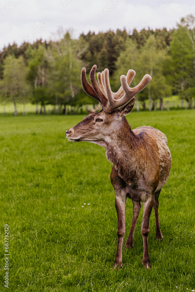 Reindeer (Rangifer tarandus) portrait, semi-domesticated Reindeer (Rangifer tarandus) portrait, semi-domesticated
