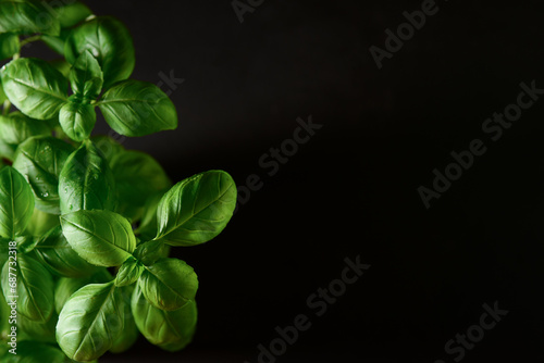 Fresh green basil on black background, closeup photo