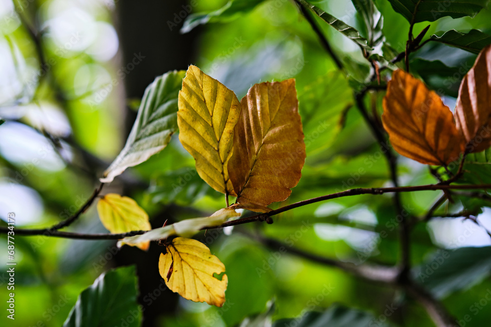 Golden autumn foliage on trees, selective focus Golden autumn foliage on trees, selective focus