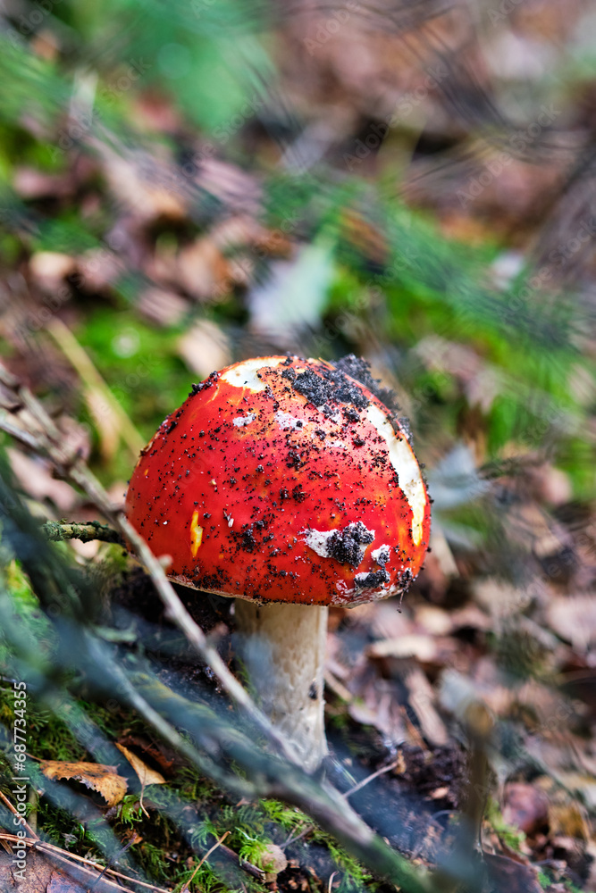 Red mushroom in forest, selective focus, closeup Red mushroom in forest, selective focus, closeup