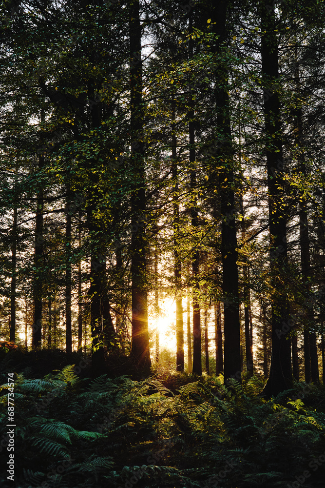 Fototapeta premium Sunset light rays in the pine forest