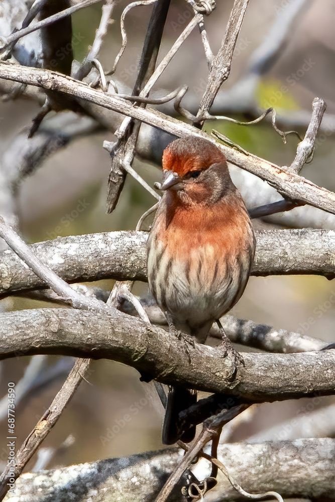 house finch on a limb house finch on a limb