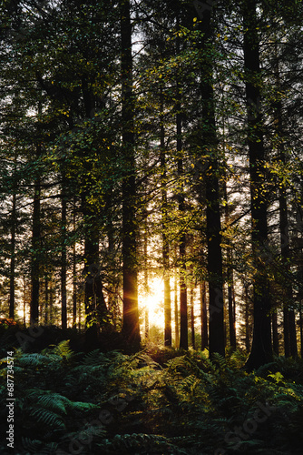 Fototapeta Naklejka Na Ścianę i Meble -  Sunset light rays in the pine forest