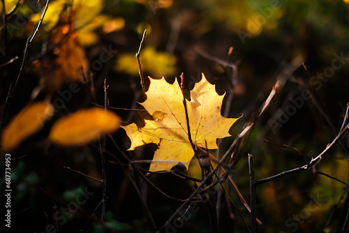 Golden autumn foliage on trees, selective focus