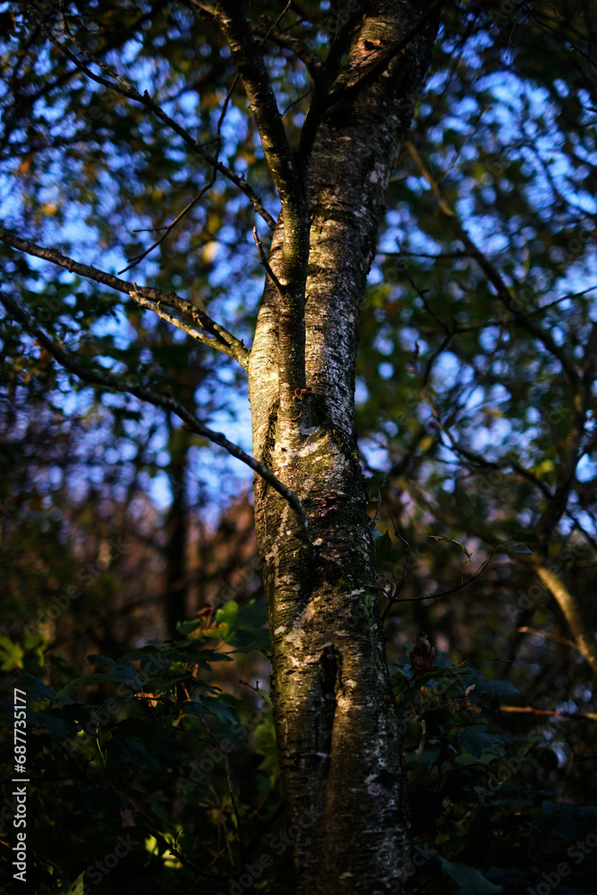 Mysterious autumn tree in shadow with sunlight on bark and branches, selective focus