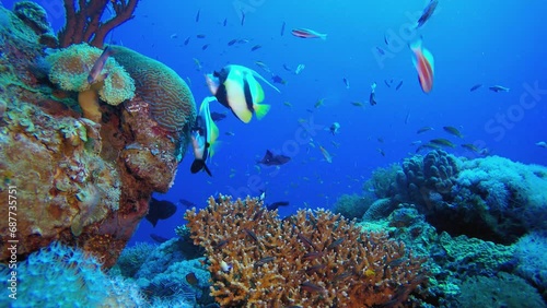 Underwater Tropical Butterfly fish & Catfish. Tropical underwater fish reef marine striped eel catfish (Plotosus lineatus). Tropical colourful underwater seascape. Reef coral scene coral reef.