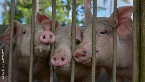 piglets, in a stall behind bars, close-up