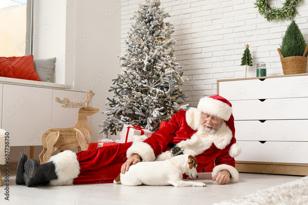 Obraz premium Santa Claus with cute Jack Russell Terrier dog near Christmas tree at home