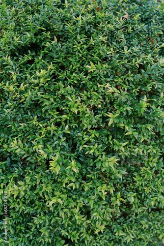 Bright green leaves on the branches of a bush