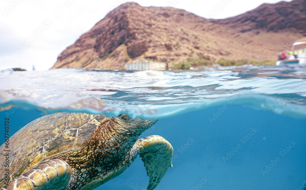 Obraz premium Snorkeling with Wild Hawaiian Green Sea Turtles in Hawaii 