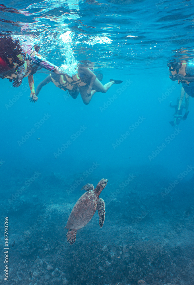 Fototapeta premium Snorkeling with Wild Hawaiian Green Sea Turtles in Hawaii 