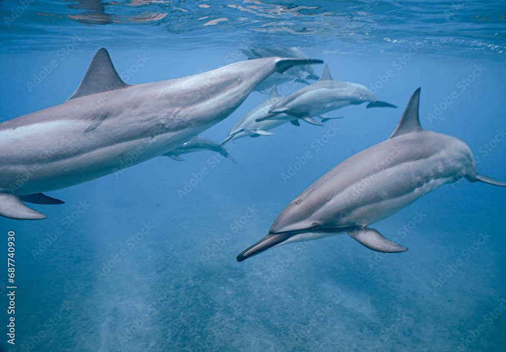 Obraz premium Wild Spinner Dolphins swimming in Beautiful Water in Hawaii 