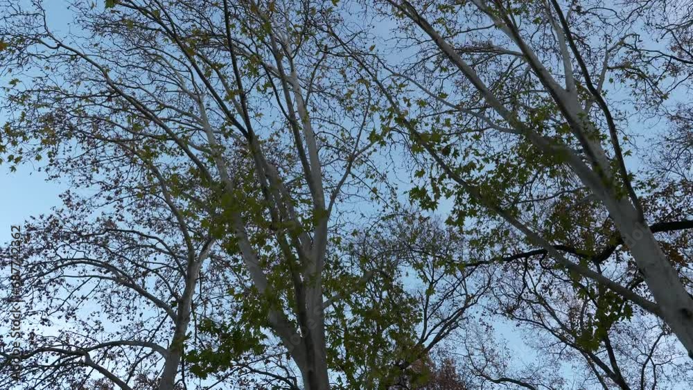 Autumn trees and tree branches on the blue sky background, low angle panning shot. Autumn trees and tree branches on the blue sky background, low angle panning shot.