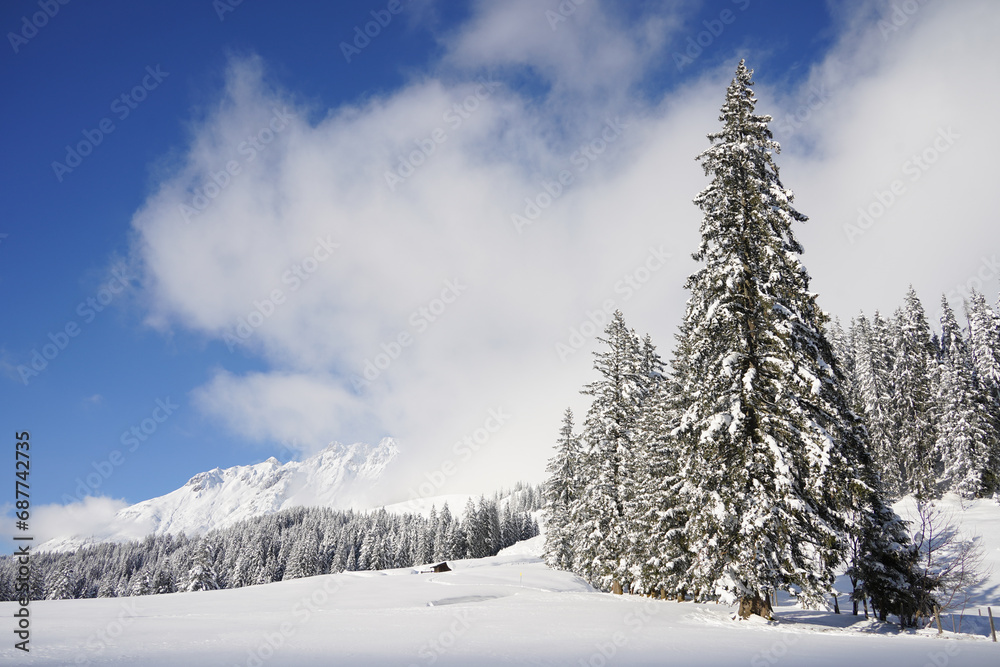 snow covered trees in the mountains of austria