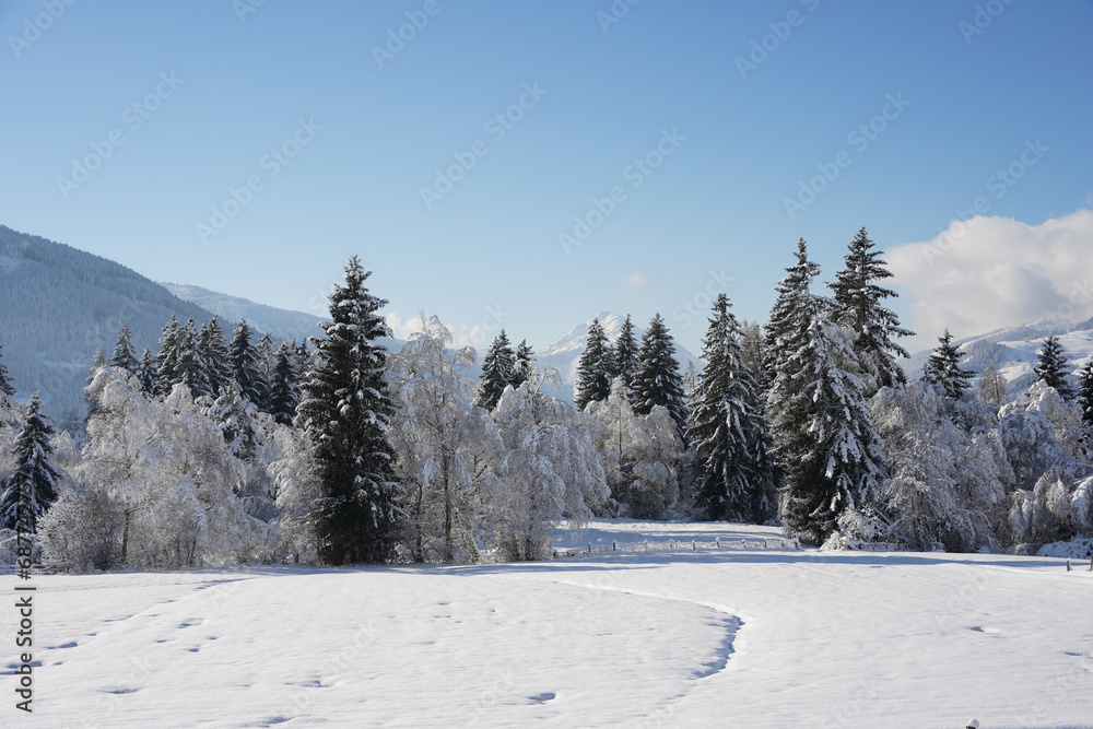snow covered trees in a beautiful winter landscape
