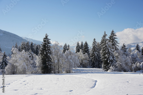 snow covered trees in a beautiful winter landscape