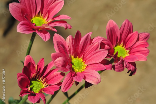 Chrysanthemum koreanum flower with red petals photo