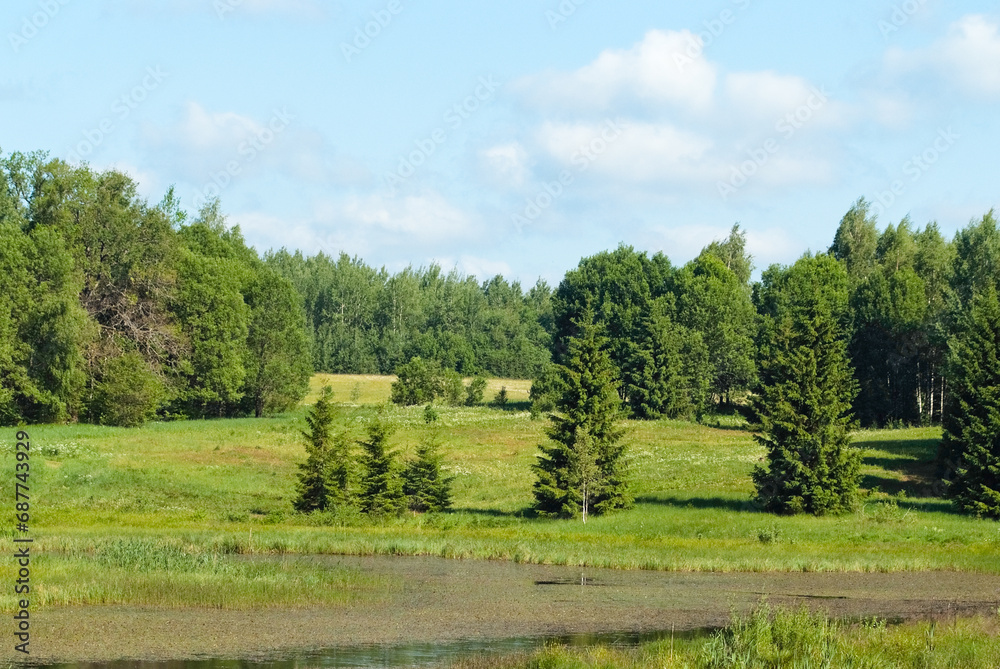 forest landscape, photo shows green trees, meadow and blue sky