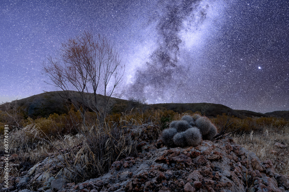Fototapeta premium Winter Milky Way over a cactus in the desert