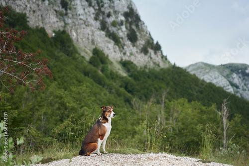 A poised dog surveys the lush mountain landscape, exemplifying a spirit of adventure. Pet is exploring the great outdoor