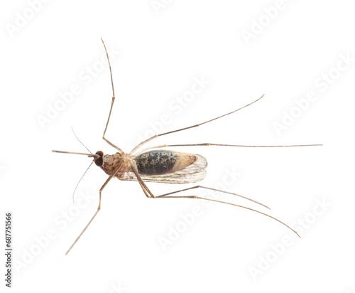 Macro photo of mosquito on white background