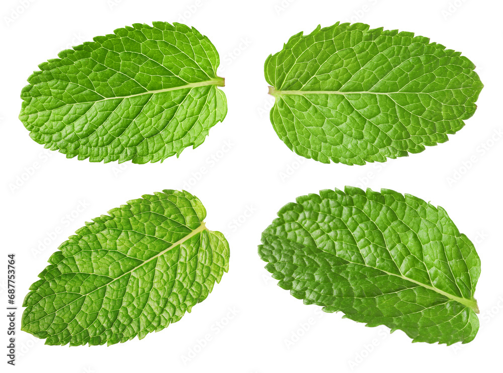 Many fresh mint leaves isolated on white