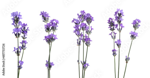 Beautiful lavender flowers isolated on white  set