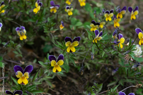 Natural Elegance  Pansies Illuminate the Garden with Dual Beauty