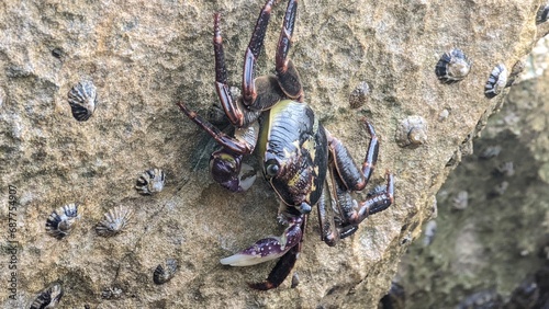 crab on Coogee beach