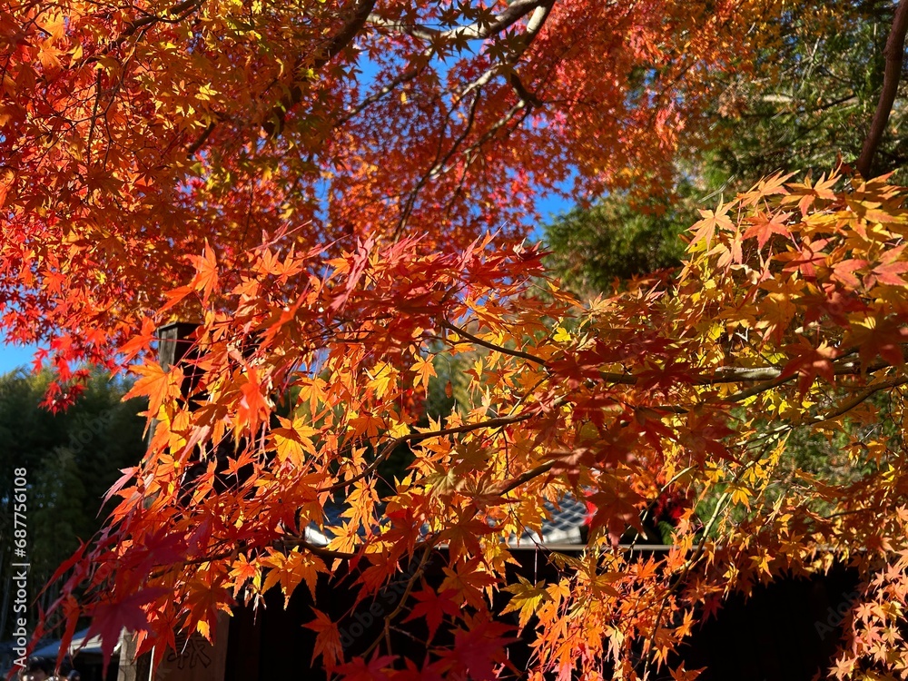 Maple leaves in autumn and a Japanese garden in Tokyo
