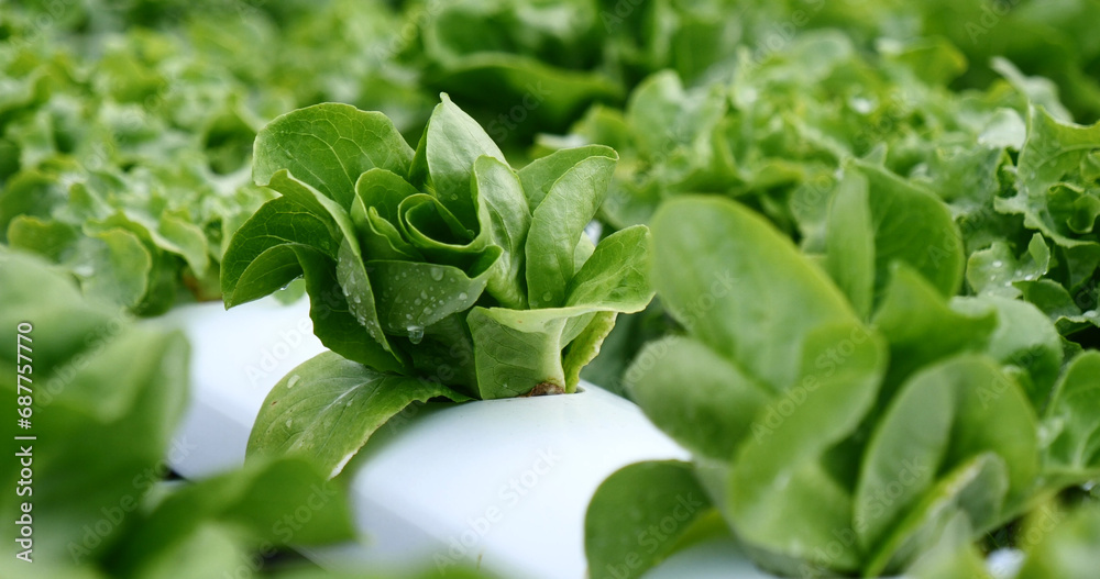 Salad farm vegetable green oak lettuce. Close up fresh organic hydroponic vegetable plantation produce green salad hydroponic cultivate farm. Green oak lettuce salad in green Organic plantation Farm Salad farm vegetable green oak lettuce. Close up fresh organic hydroponic vegetable plantation produce green salad hydroponic cultivate farm. Green oak lettuce salad in green Organic plantation Farm