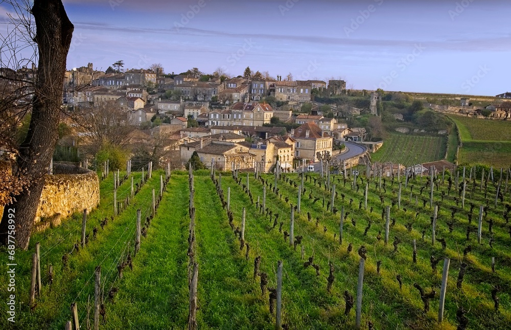 Vineyards on the edge of the medieval city of Saint-Emilion, France in the morning light.