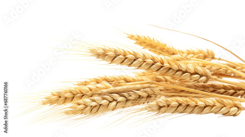 Wheat on the transparent background