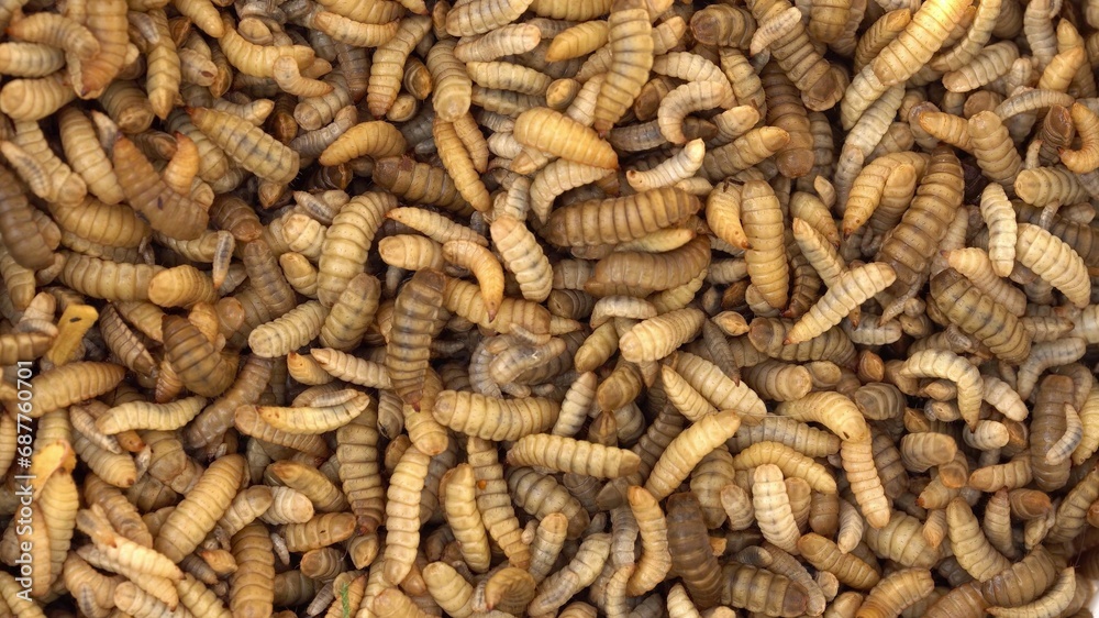 Black soldier fly larvae produced as animal feed. Insect factory farm Black soldier fly larvae produced as animal feed. Insect factory farm