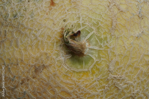 Ripe melon , front side ,super macro view