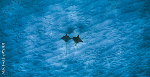 Swimming with spotted eagle rays in clear water in Hawaii 