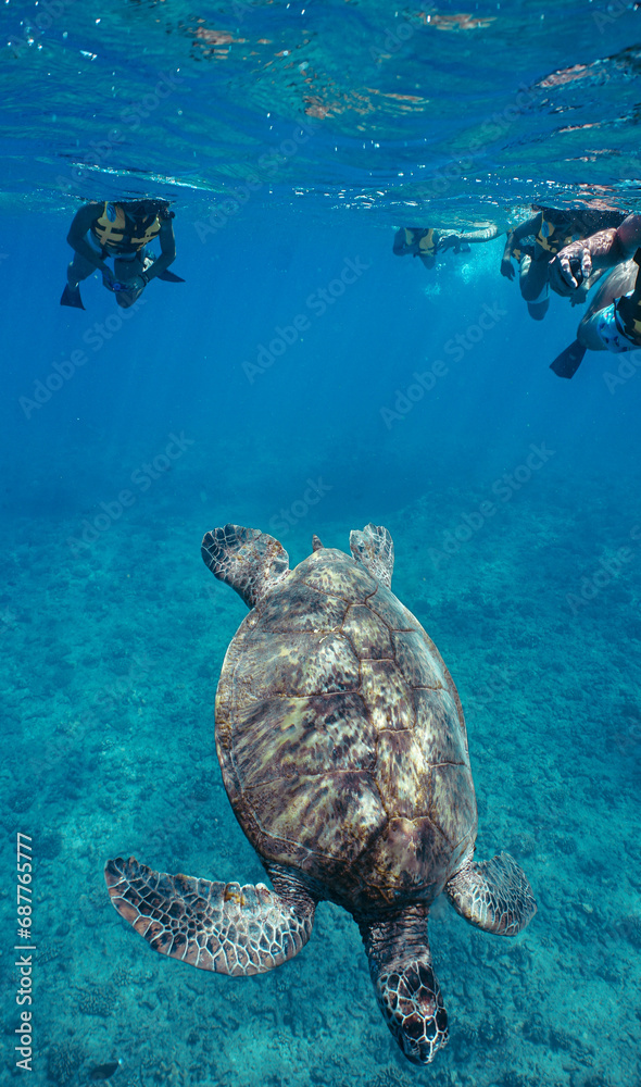 Fototapeta premium Snorkeling with Wild Hawaiian Green Sea Turtles in Hawaii 