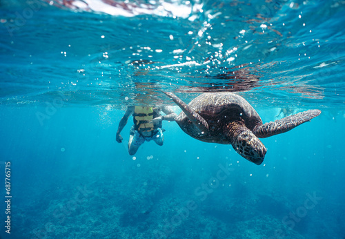 Snorkeling with Wild Hawaiian Green Sea Turtles in Hawaii 