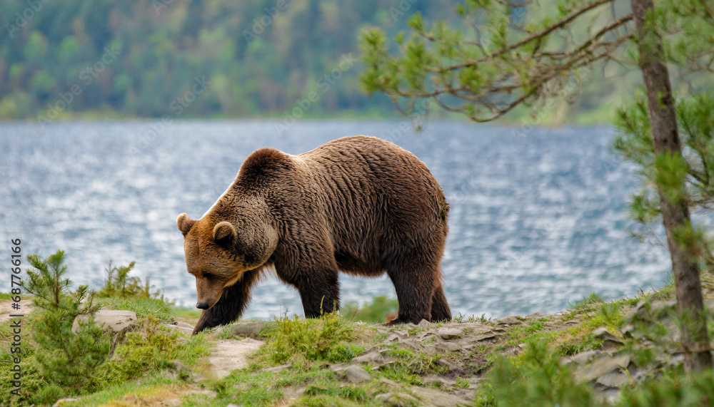 Brown bear walking with a lake in the forest