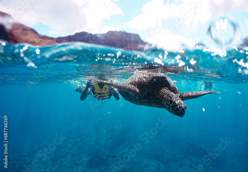 Snorkeling with Wild Hawaiian Green Sea Turtles in Hawaii  © EMMEFFCEE 