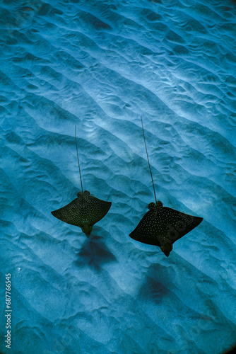 Swimming with spotted eagle rays in clear water in Hawaii 